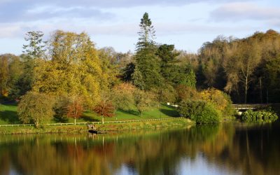 Westland Horticulture Bark Plant